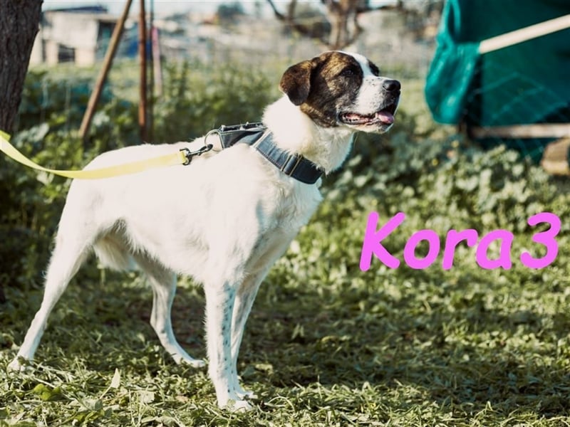 Kora3 08/2019 (ESP) - verspielte und kluge, hübsche Boxer-Mix Hündin!