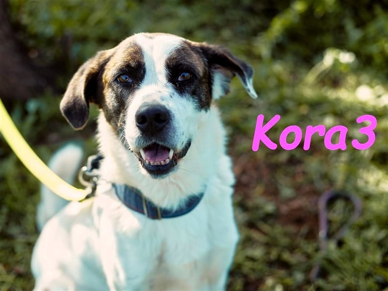 Kora3 08/2019 (ESP) - verspielte und kluge, hübsche Boxer-Mix Hündin!