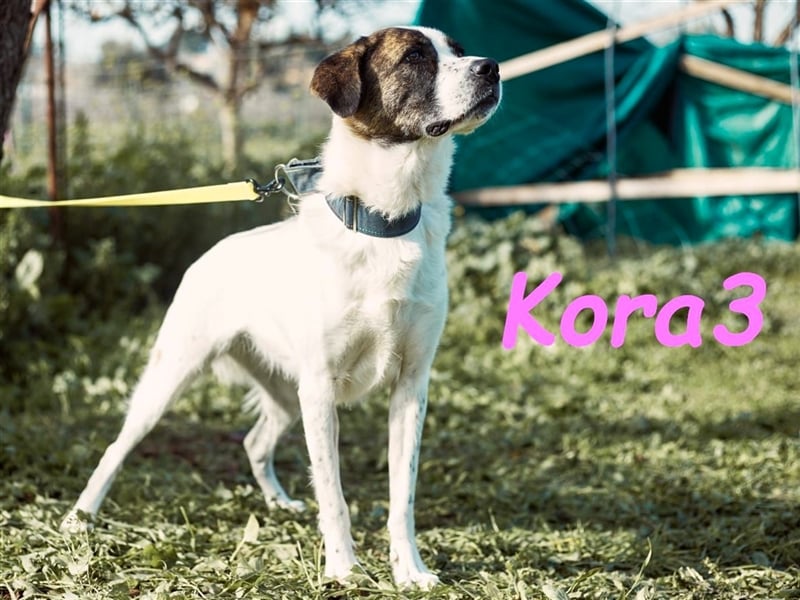 Kora3 08/2019 (ESP) - verspielte und kluge, hübsche Boxer-Mix Hündin!