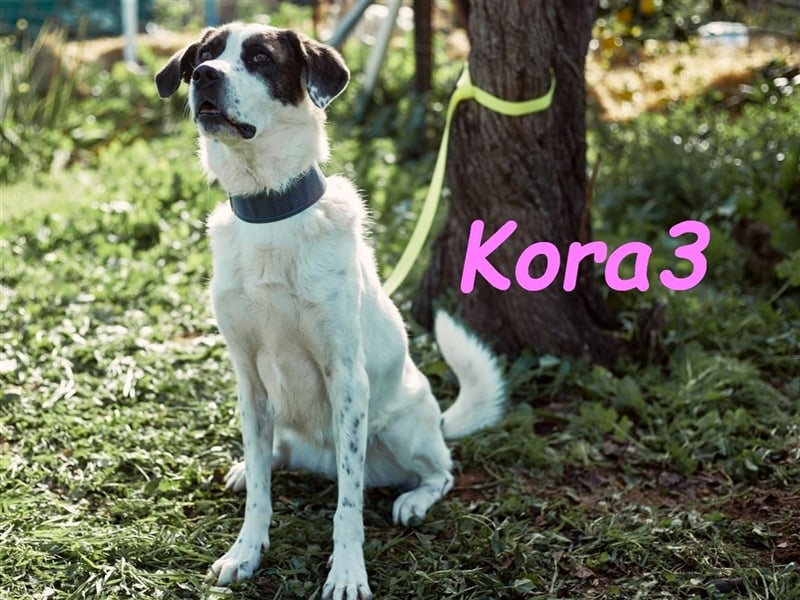 Kora3 08/2019 (ESP) - verspielte und kluge, hübsche Boxer-Mix Hündin!