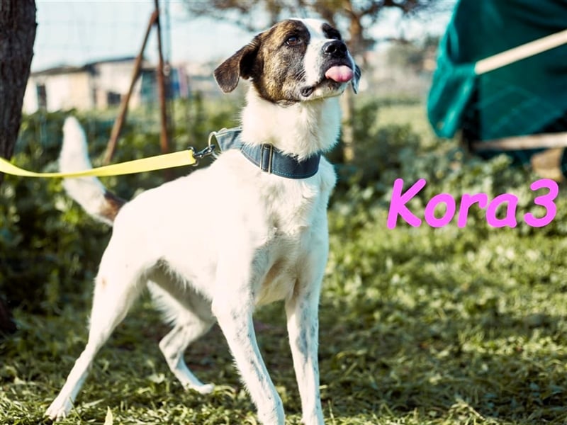 Kora3 08/2019 (ESP) - verspielte und kluge, hübsche Boxer-Mix Hündin!