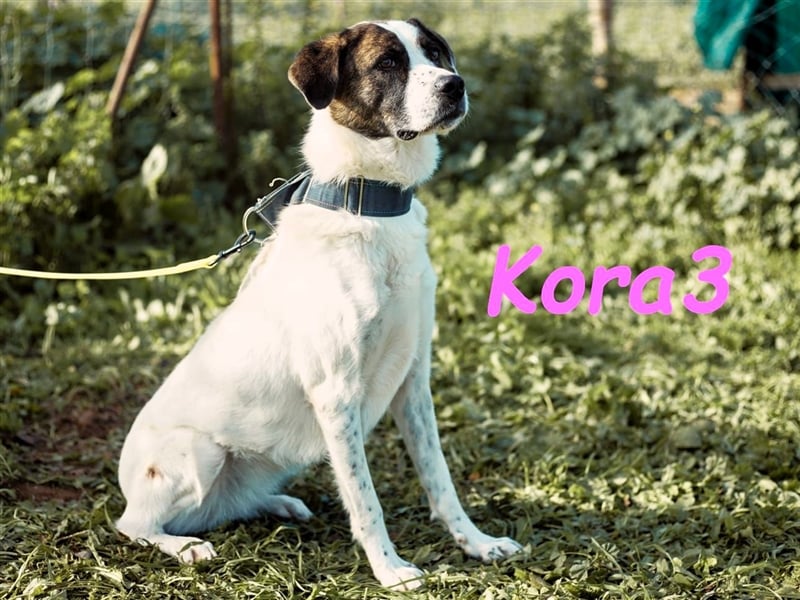 Kora3 08/2019 (ESP) - verspielte und kluge, hübsche Boxer-Mix Hündin!