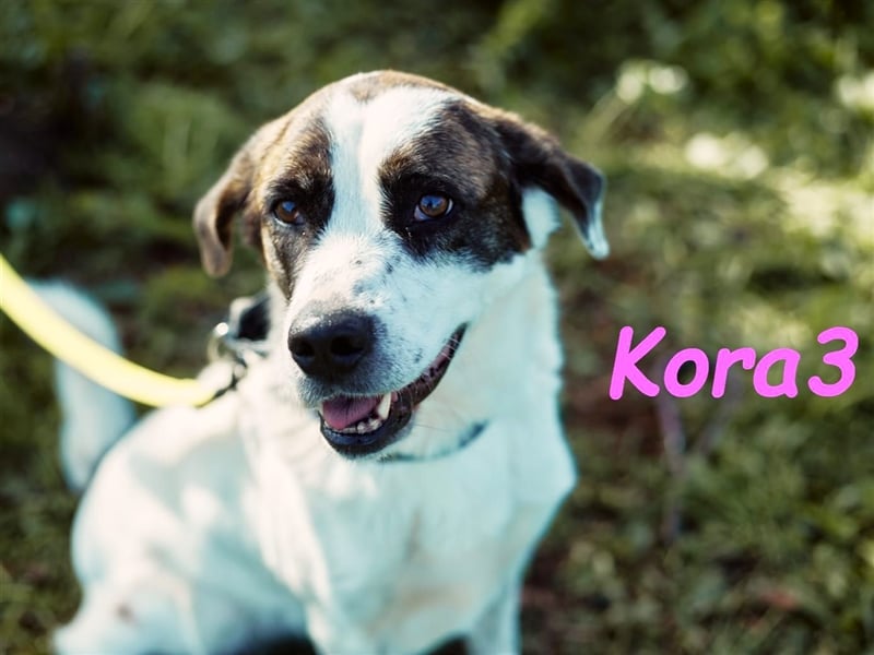 Kora3 08/2019 (ESP) - verspielte und kluge, hübsche Boxer-Mix Hündin!