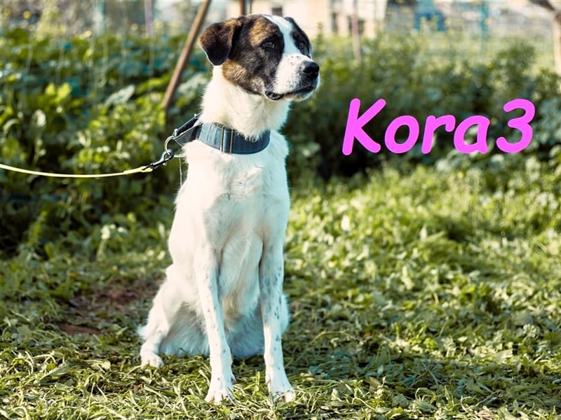 Kora3 08/2019 (ESP) - verspielte und kluge, hübsche Boxer-Mix Hündin!