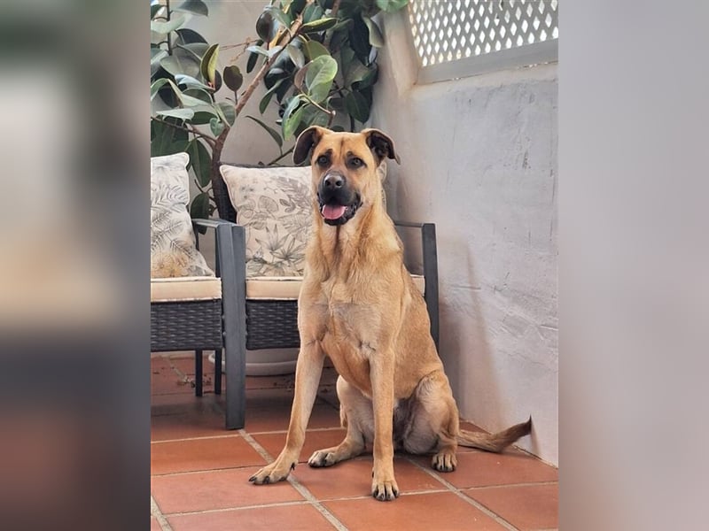 Kylie (Spanien) - das Leben im Haus hat es ihr angetan