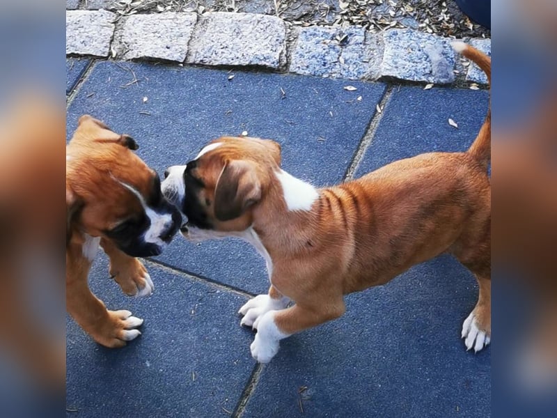 Boxerwelpen mit VDH Ahnentafel