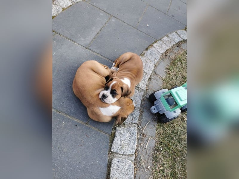 Boxerwelpen mit VDH Ahnentafel