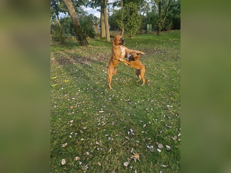 Wunderschöne Boxerwelpen!