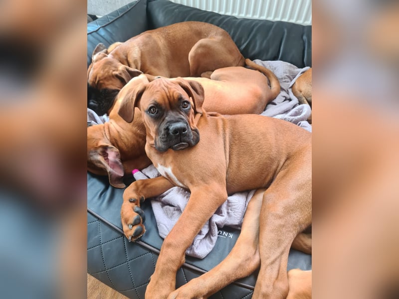Wunderschöne Boxerwelpen!
