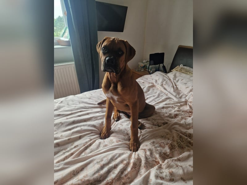 Wunderschöne Boxerwelpen!