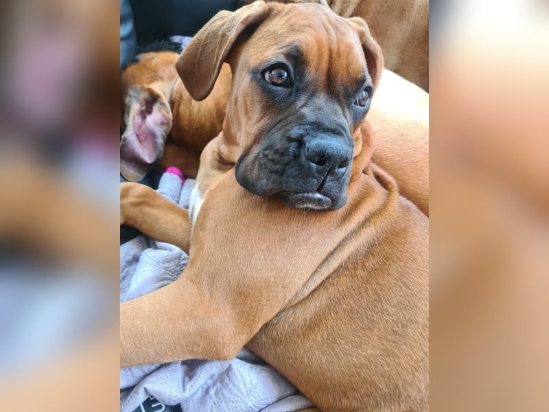 Wunderschöne Boxerwelpen!