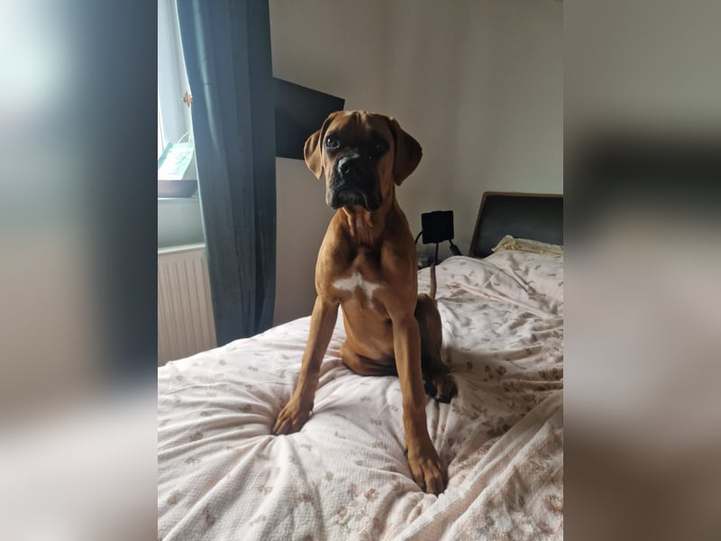 Wunderschöne Boxerwelpen!