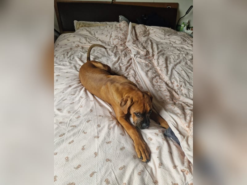 Wunderschöne Boxerwelpen!