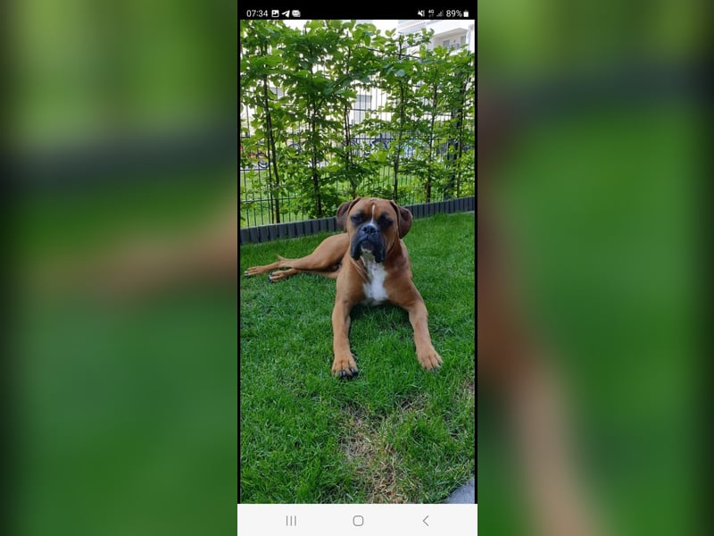 Wunderschöne Boxerwelpen!
