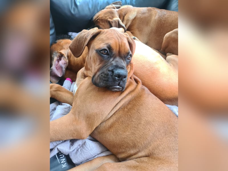 Wunderschöne Boxerwelpen!