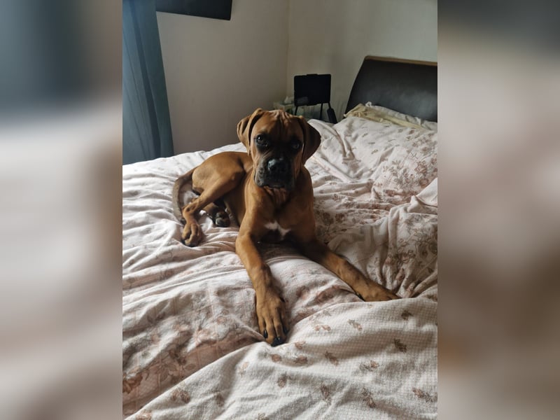 Wunderschöne Boxerwelpen!
