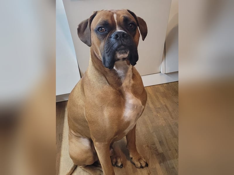 Wunderschöne Boxerwelpen!