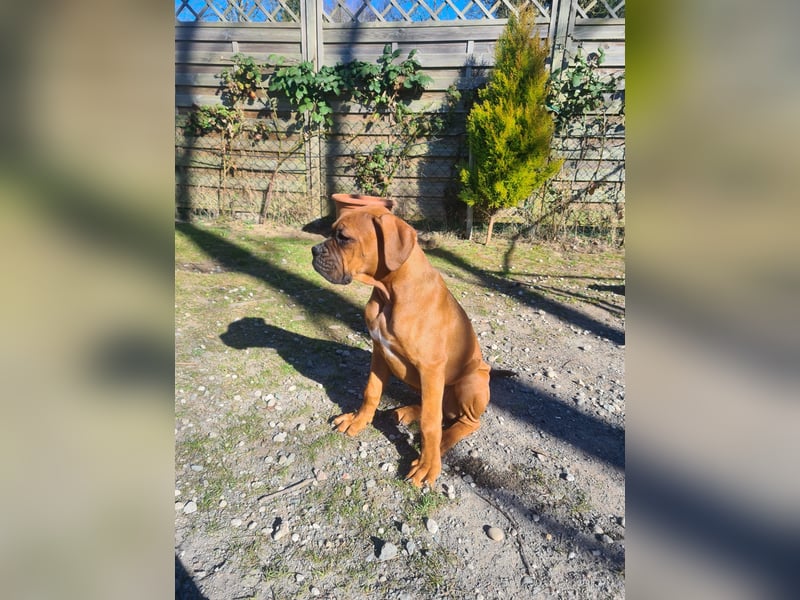 Wunderschöne Boxerwelpen!