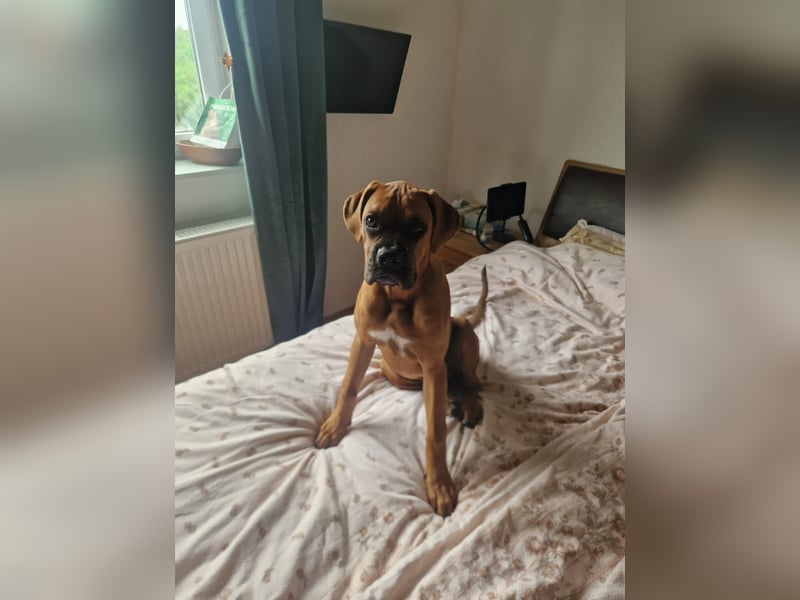Wunderschöne Boxerwelpen!