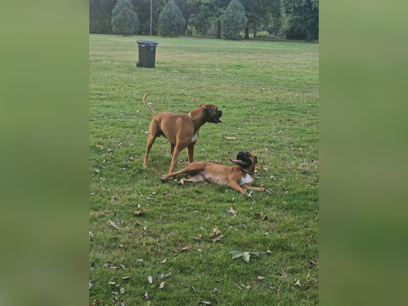 Wunderschöne Boxerwelpen!