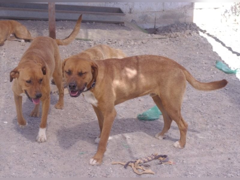 CHICA, Hündin, Boxer-Rhodesian Ridgeback-Mix, geb. ca. 09.2017, SH: ca. 55 - 60 cm, TH Sierra Nevada