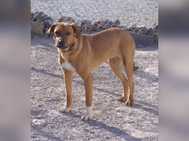 CHICA, Hündin, Boxer-Rhodesian Ridgeback-Mix, geb. ca. 09.2017, SH: ca. 55 - 60 cm, TH Sierra Nevada