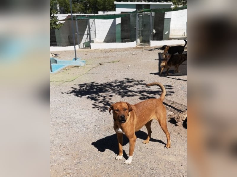 CHICA, Hündin, Boxer-Rhodesian Ridgeback-Mix, geb. ca. 09.2017, SH: ca. 55 - 60 cm, TH Sierra Nevada