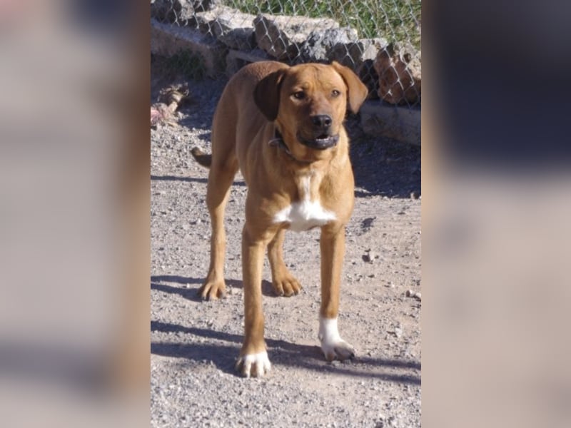 CHICA, Hündin, Boxer-Rhodesian Ridgeback-Mix, geb. ca. 09.2017, SH: ca. 55 - 60 cm, TH Sierra Nevada