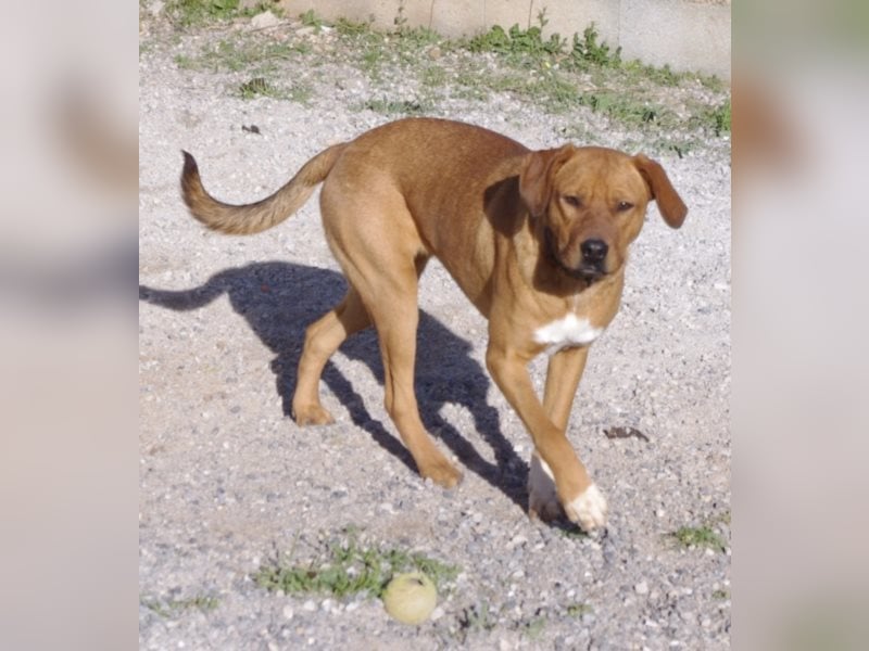 CHICA, Hündin, Boxer-Rhodesian Ridgeback-Mix, geb. ca. 09.2017, SH: ca. 55 - 60 cm, TH Sierra Nevada