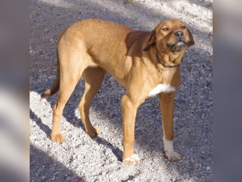CHICA, Hündin, Boxer-Rhodesian Ridgeback-Mix, geb. ca. 09.2017, SH: ca. 55 - 60 cm, TH Sierra Nevada