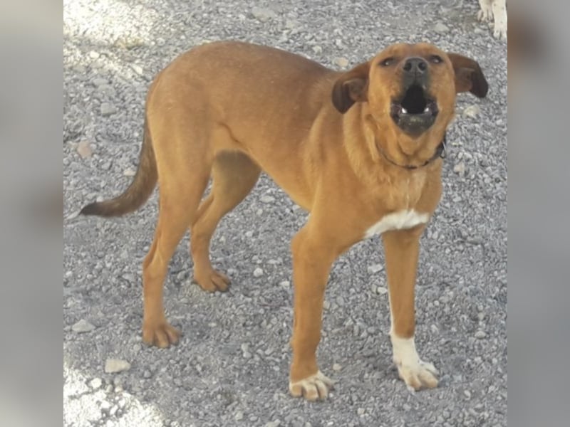 CHICA, Hündin, Boxer-Rhodesian Ridgeback-Mix, geb. ca. 09.2017, SH: ca. 55 - 60 cm, TH Sierra Nevada