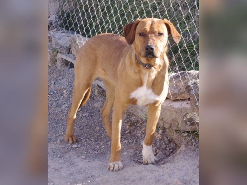 CHICA, Hündin, Boxer-Rhodesian Ridgeback-Mix, geb. ca. 09.2017, SH: ca. 55 - 60 cm, TH Sierra Nevada