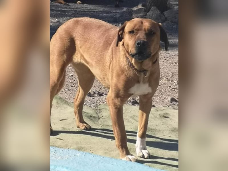 CHICA, Hündin, Boxer-Rhodesian Ridgeback-Mix, geb. ca. 09.2017, SH: ca. 55 - 60 cm, TH Sierra Nevada