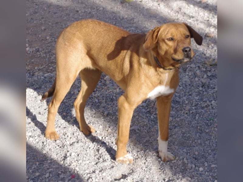 CHICA, Hündin, Boxer-Rhodesian Ridgeback-Mix, geb. ca. 09.2017, SH: ca. 55 - 60 cm, TH Sierra Nevada