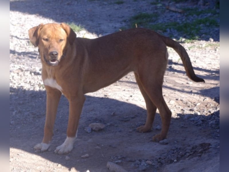 CHICA, Hündin, Boxer-Rhodesian Ridgeback-Mix, geb. ca. 09.2017, SH: ca. 55 - 60 cm, TH Sierra Nevada