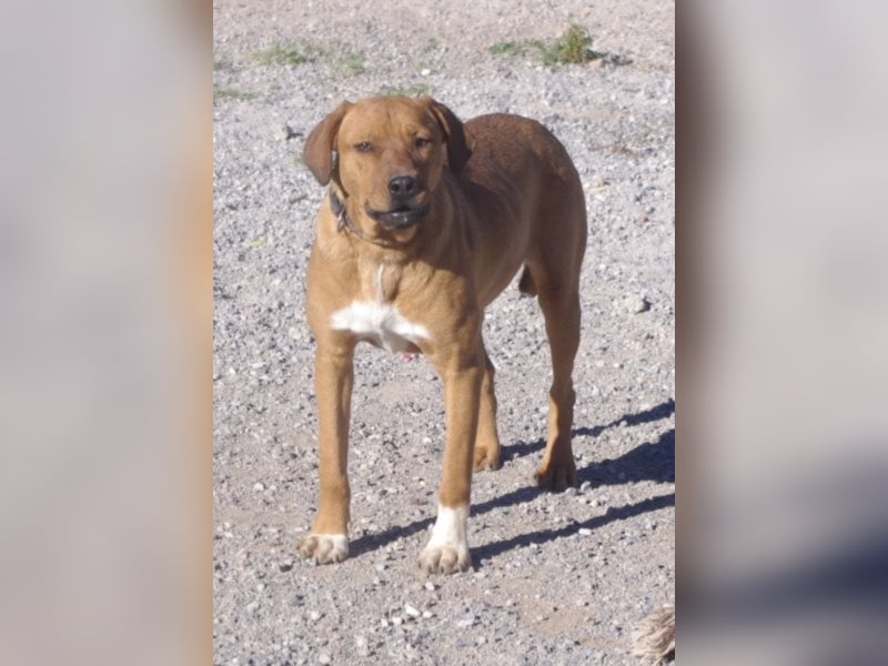 CHICA, Hündin, Boxer-Rhodesian Ridgeback-Mix, geb. ca. 09.2017, SH: ca. 55 - 60 cm, TH Sierra Nevada