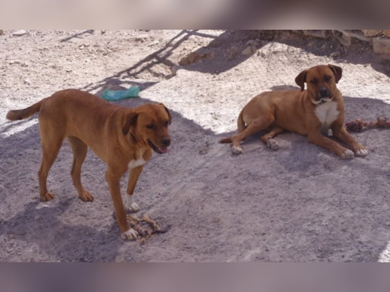 CHICA, Hündin, Boxer-Rhodesian Ridgeback-Mix, geb. ca. 09.2017, SH: ca. 55 - 60 cm, TH Sierra Nevada