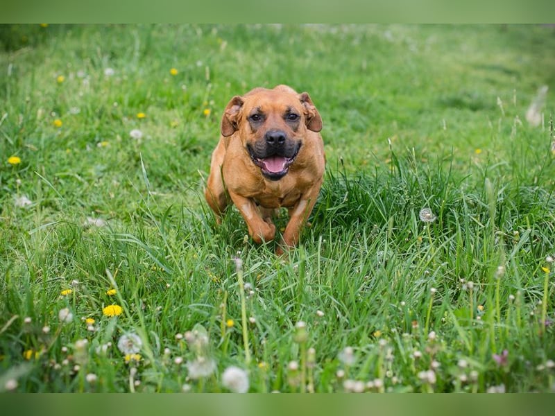 FJELLA - die hübsche Maus sucht ein liebevolles Zuhause!