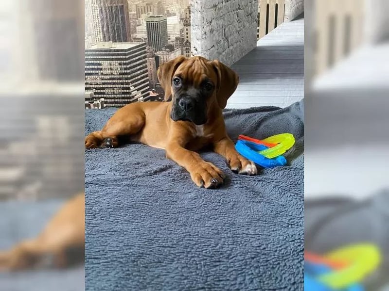 Boxer Welpen reinrassig