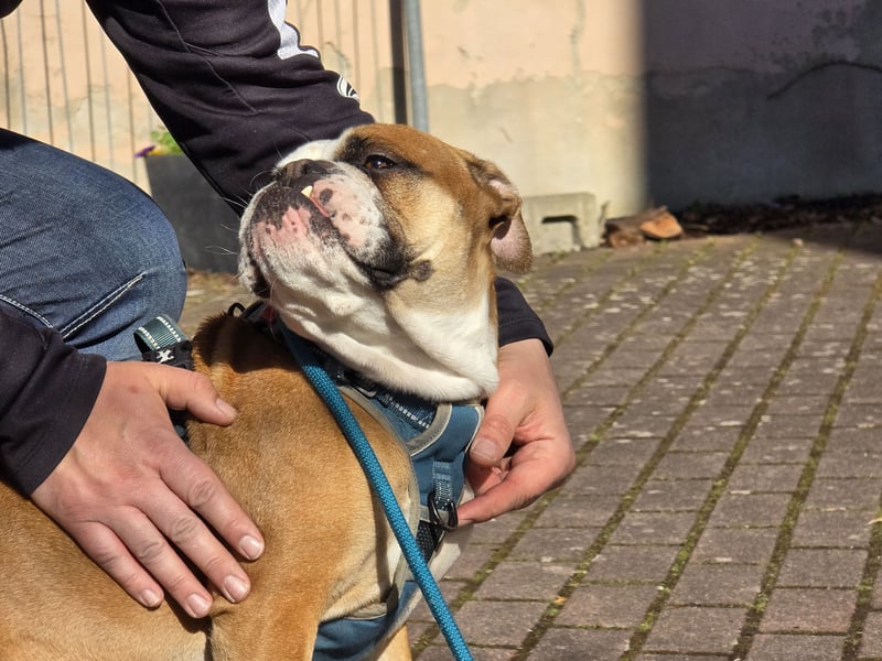 Harley sucht Lieblingsmensch