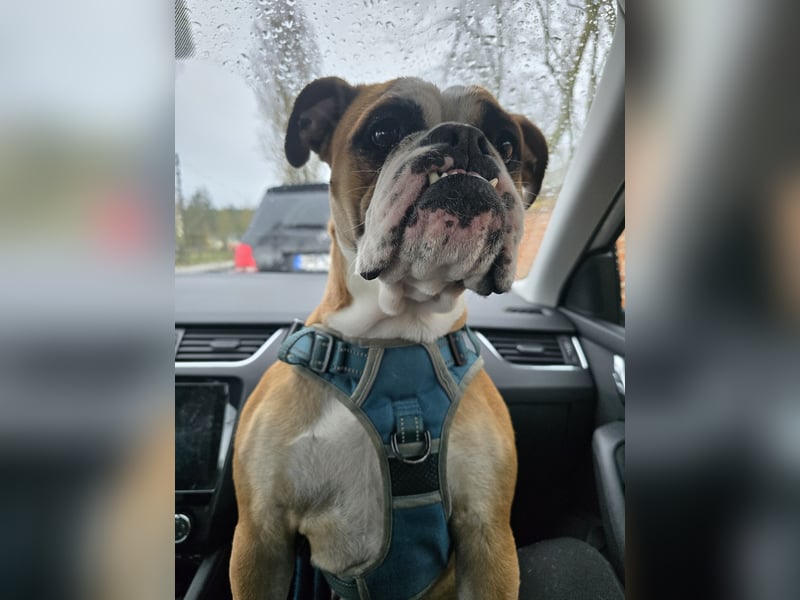 Harley sucht Lieblingsmensch