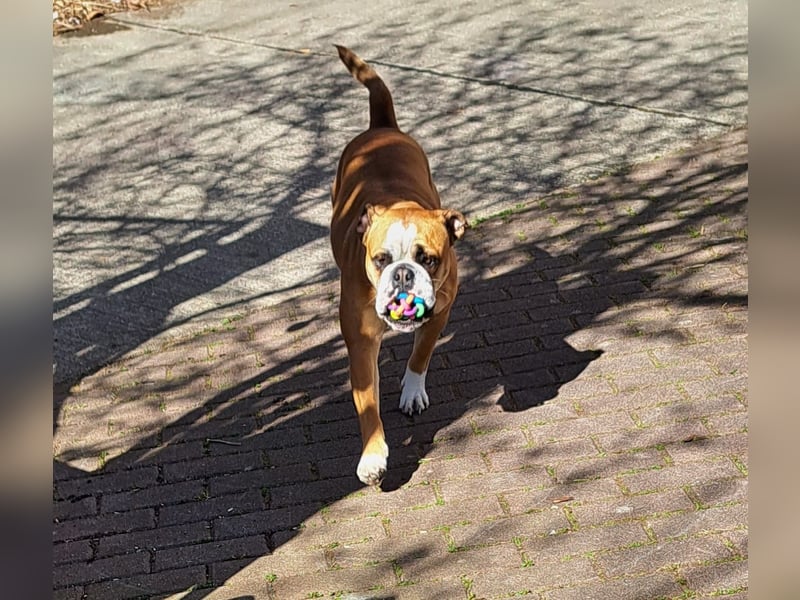 Harley sucht Lieblingsmensch