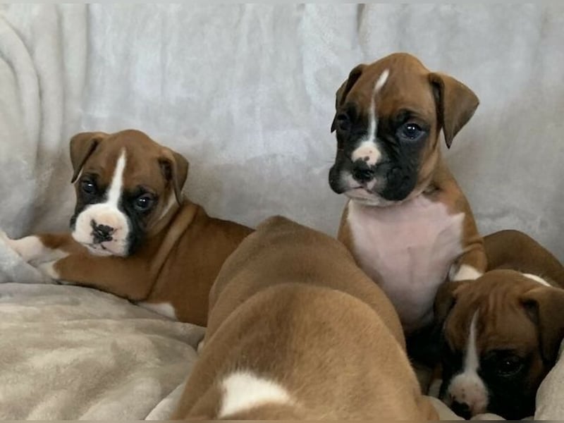 Wunderschöne Boxer Welpen