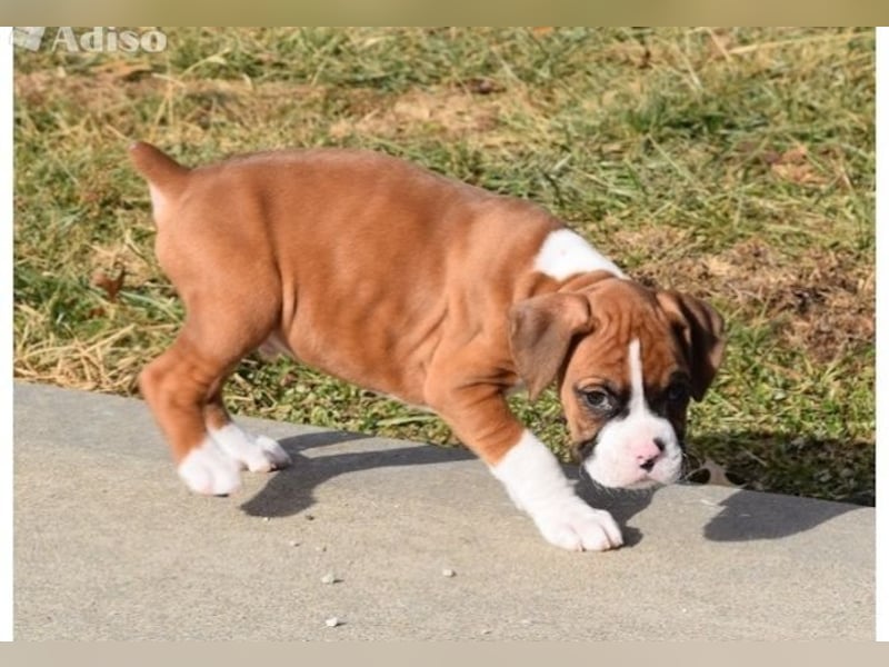 Boxerwelpen reinrassig