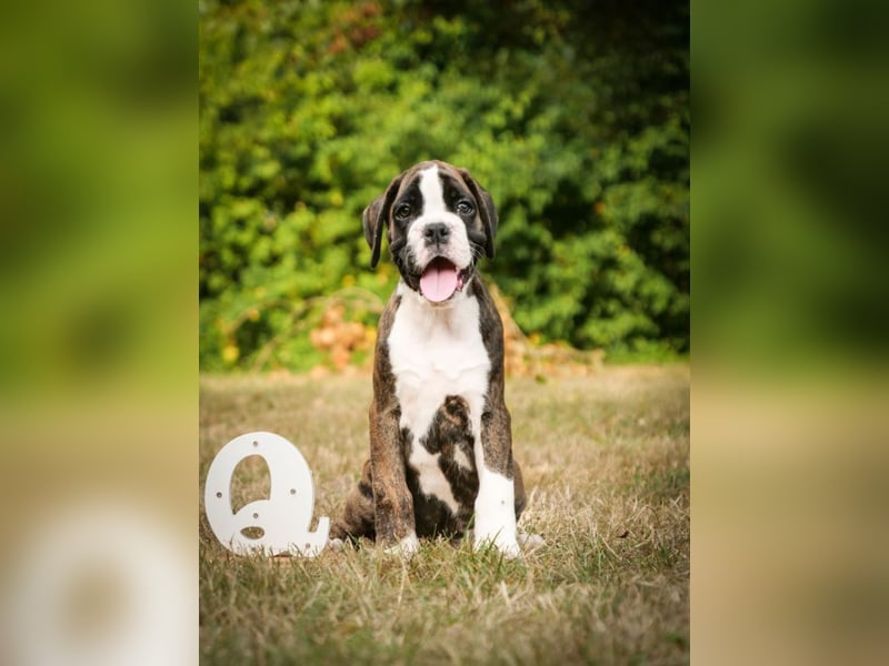 Boxerwelpen mit VHD Papiere