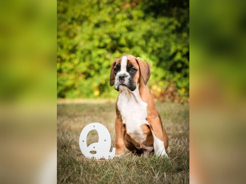 Boxerwelpen mit VHD Papiere