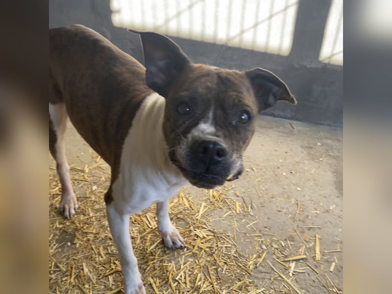 DAPHNE, süßer Boxer-Mix, sucht ihr Zuhause
