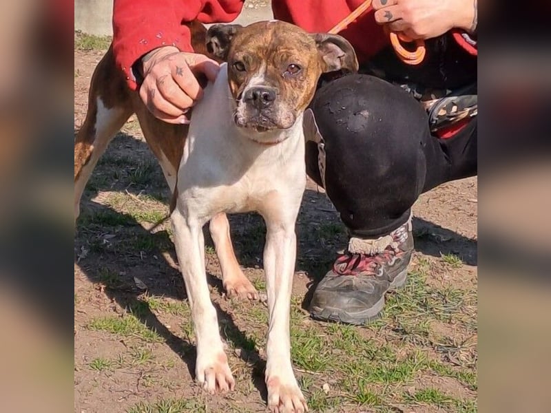 DAPHNE, süßer Boxer-Mix, sucht ihr Zuhause