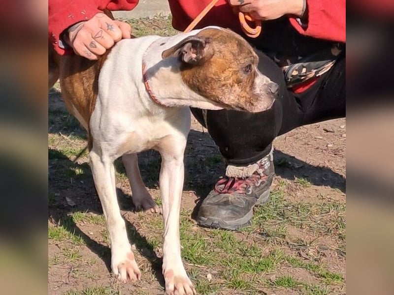 DAPHNE, süßer Boxer-Mix, sucht ihr Zuhause