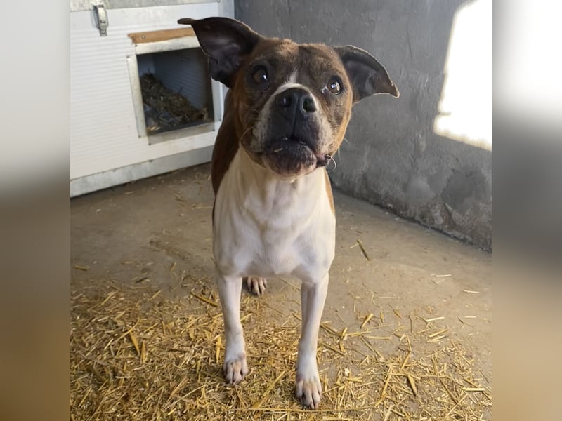 DAPHNE, süßer Boxer-Mix, sucht ihr Zuhause